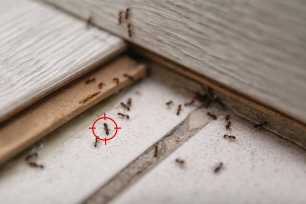 Best Exterminator Services  in Creedmoor, NC